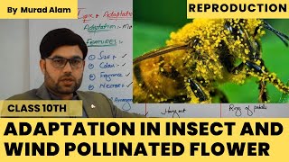 Adaptation in Insect and Wind Pollinated Flowers l Biology 10th Urdu/Hindi l Ch: Reproduction