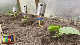 How to protect cucumbers tomatoes and peppers from spring and night frosts, using homemade heaters