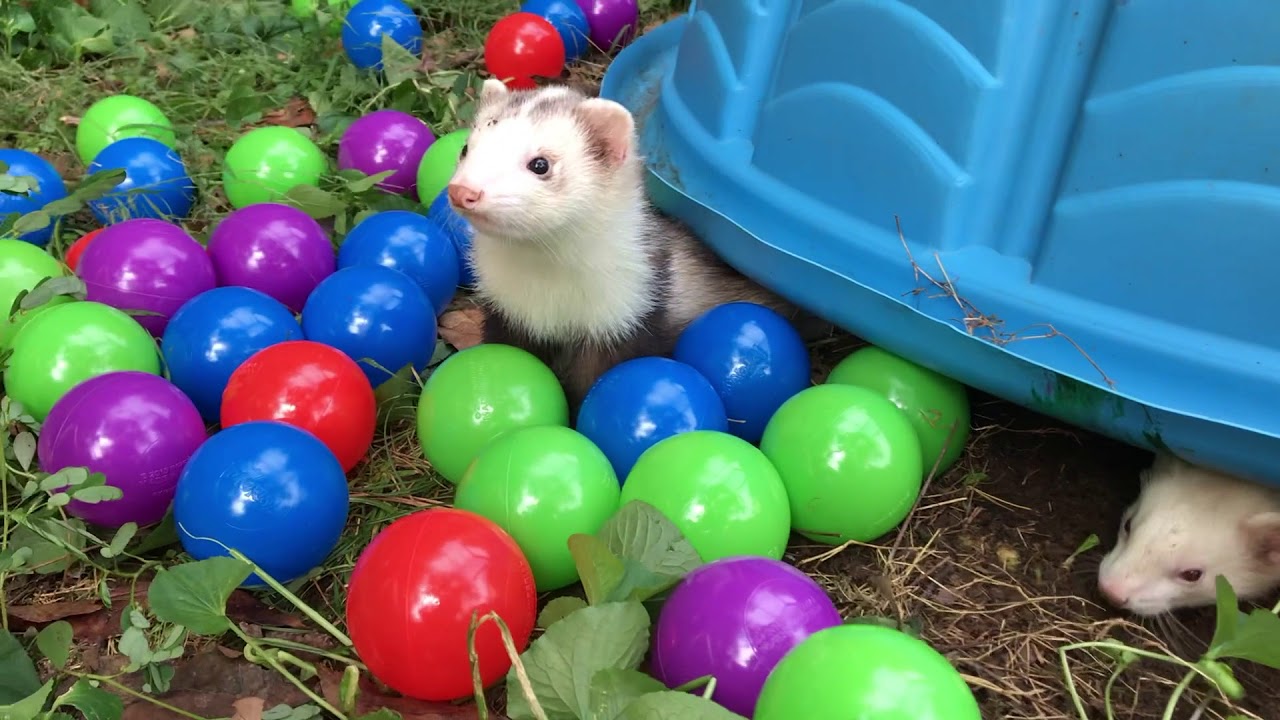 ferrets in ball pit