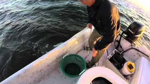 Catching Pilchards (Baitfish)