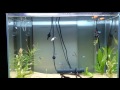 Aquarium setup day 26  水槽立ち上げ26日目 水草伸びてきたかな？