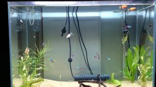 Aquarium setup day 26  水槽立ち上げ26日目 水草伸びてきたかな？