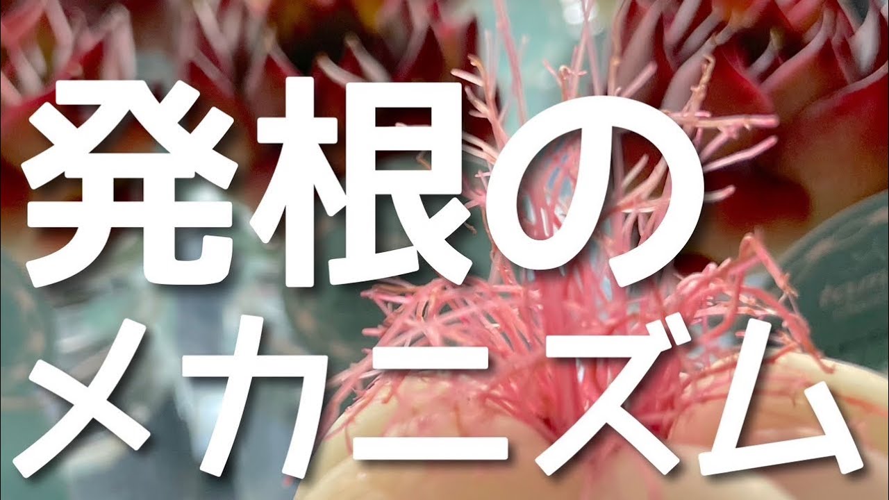 【根が伸びる仕組み】根が生える方法を知ることで夏を乗り切る多肉を作ろう＃多肉＃多肉植物＃多肉の育て方