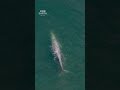Peaceful Grey Whale In Alaska 🐋 #Shorts #Whales #BBCEarth #4K #Wildlife #Animals