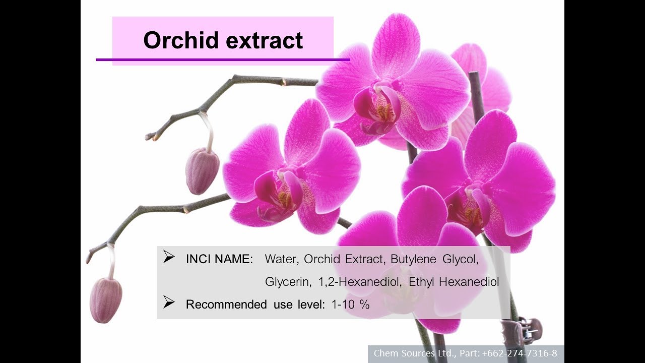 Phalaenopsis Lava Bubbles 2 Hybride New orchidée orchidées