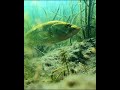 Fake bait deceives real fish #fishing #saltwaterfix #fish