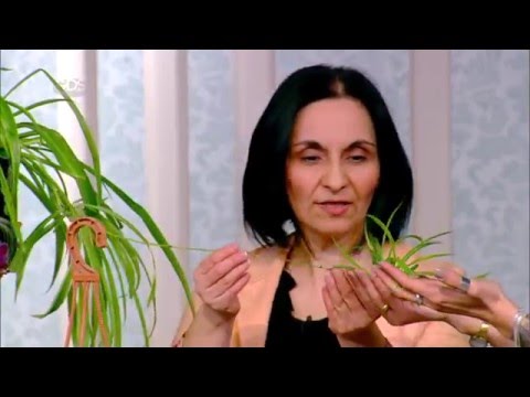 ქოჩორა ხლოროფიტუმი | მოყვარული მებაღეების რჩევები