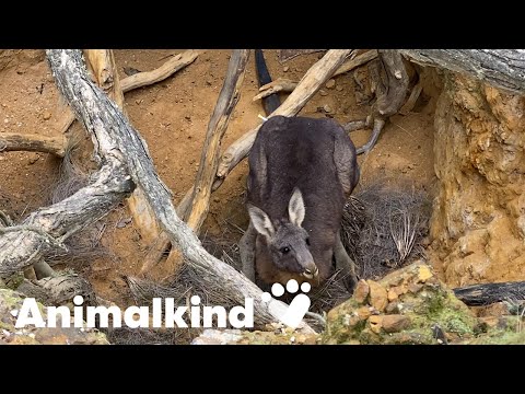 Rescuer saves kangaroo from death...twice | Animalkind