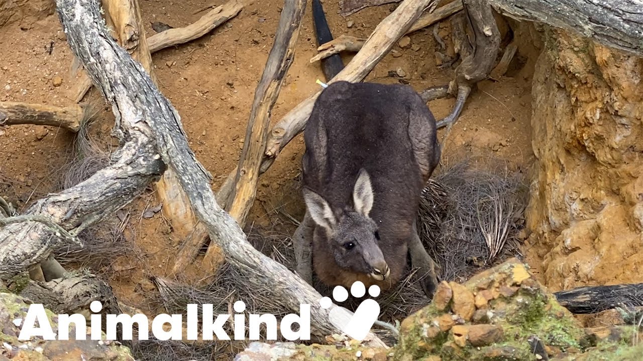 Rescuer saves kangaroo from death…twice | Animalkind