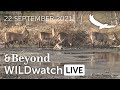 WILDwatch Live | 22 September, 2021 | Morning Safari | South Africa