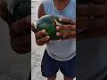 Ganga Kinare Trabuj Ka Kheti 🍉.#shorts #mornig #vlog #watermelon #river