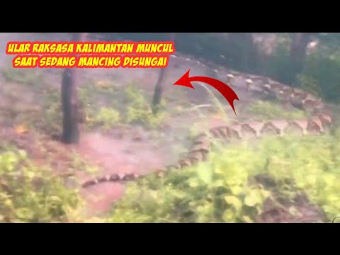 Detik-detik Pemancing Merekam Penampakan Ular Raksasa Kalimantan Di Sungai - Ular Kalimantan