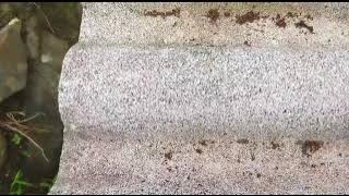 Pengaruh Jenis Kayu Terhadap Perkembangan Koloni Trigona Biroi | Jati Belanda dan Alba