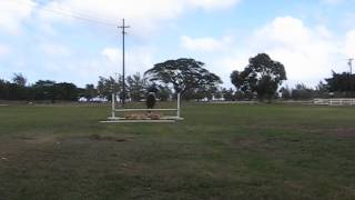SHAH Jump! No Complaints from the Eager Beaver Hawaii, December 19, 2012`