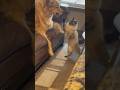 Dog teaching cat a lesson, watch till the end.