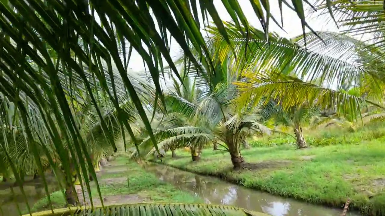Đi Ra thâm vườn dừa của em anh chỉ hòa đồng nghiệp 