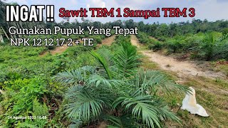 Ingat!! TBM 1 Sampai TBM 3 Gunakan NPK 12 12 17 2 + TE Biar Sawitnya Joss dan Bongolnya Besar