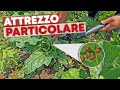 Come ELIMINARE la DORIFORA dalle PATATE e MELANZANE