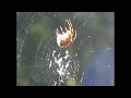The Spider and Sunset 2008