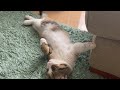 起きたての子猫がひたすらごろごろした結果・・・