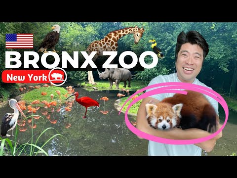 ? Bronx Zoo FULL TOUR : A true hidden gem of New York City : Watch this before you go