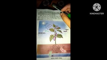 SCERT ASSAM, CLASS- 4,SUB- AMORA O AMADER PORIBESH, TOPIC - GACH PALAR KOTHA ,  by -Dhritimanju Deb