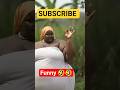 AI monkey and woman video that is taking over the internet #shorts #shortsfeed #ytshorts #funny #ai