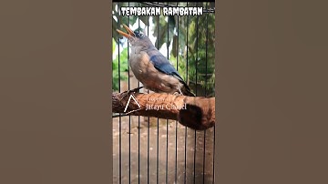 Tembakan Rambatan Paruh Merah Part 8