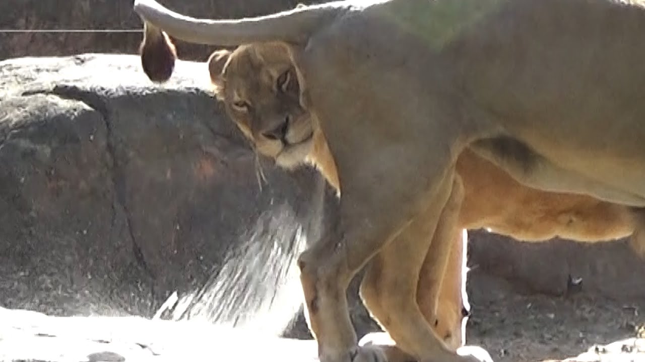 Gao's pee on Luna's face💗Lion couple [Tennoji Zoo] - YouTube