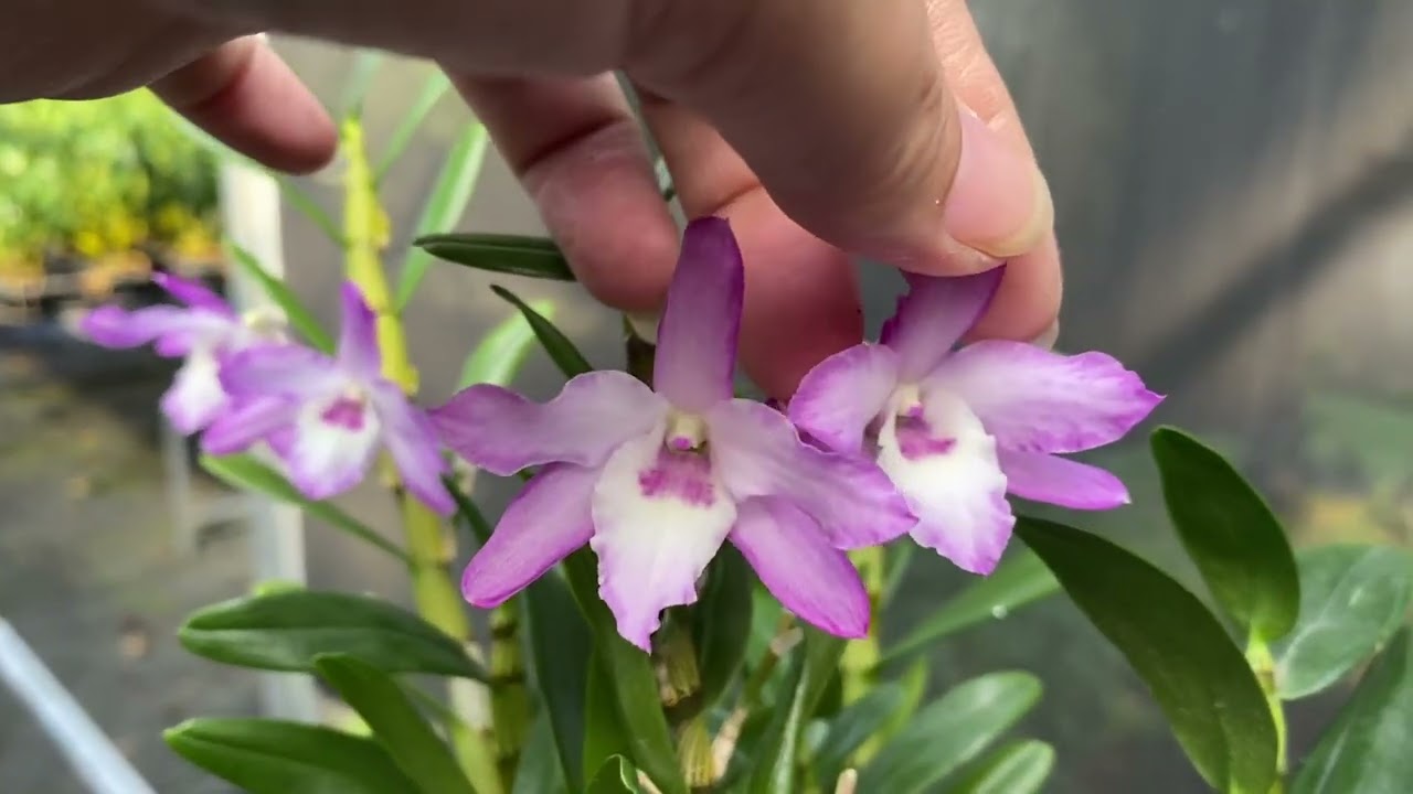 Mời a chị ngắm hoa cuối tuần cùng e Tú