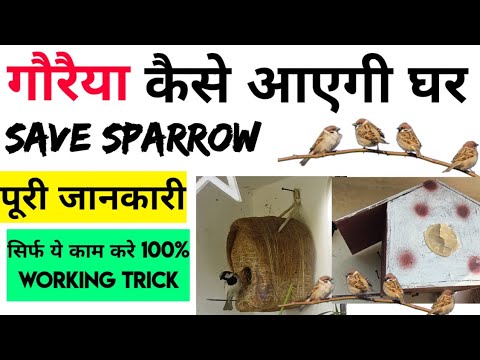 Save Sparrow Birds            Sparrow Baby     