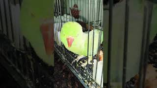 yr aesa kon sa vd bnau #talkingparrot #youtubeshorts #shortfeed #shortsvideo #parrot #funny