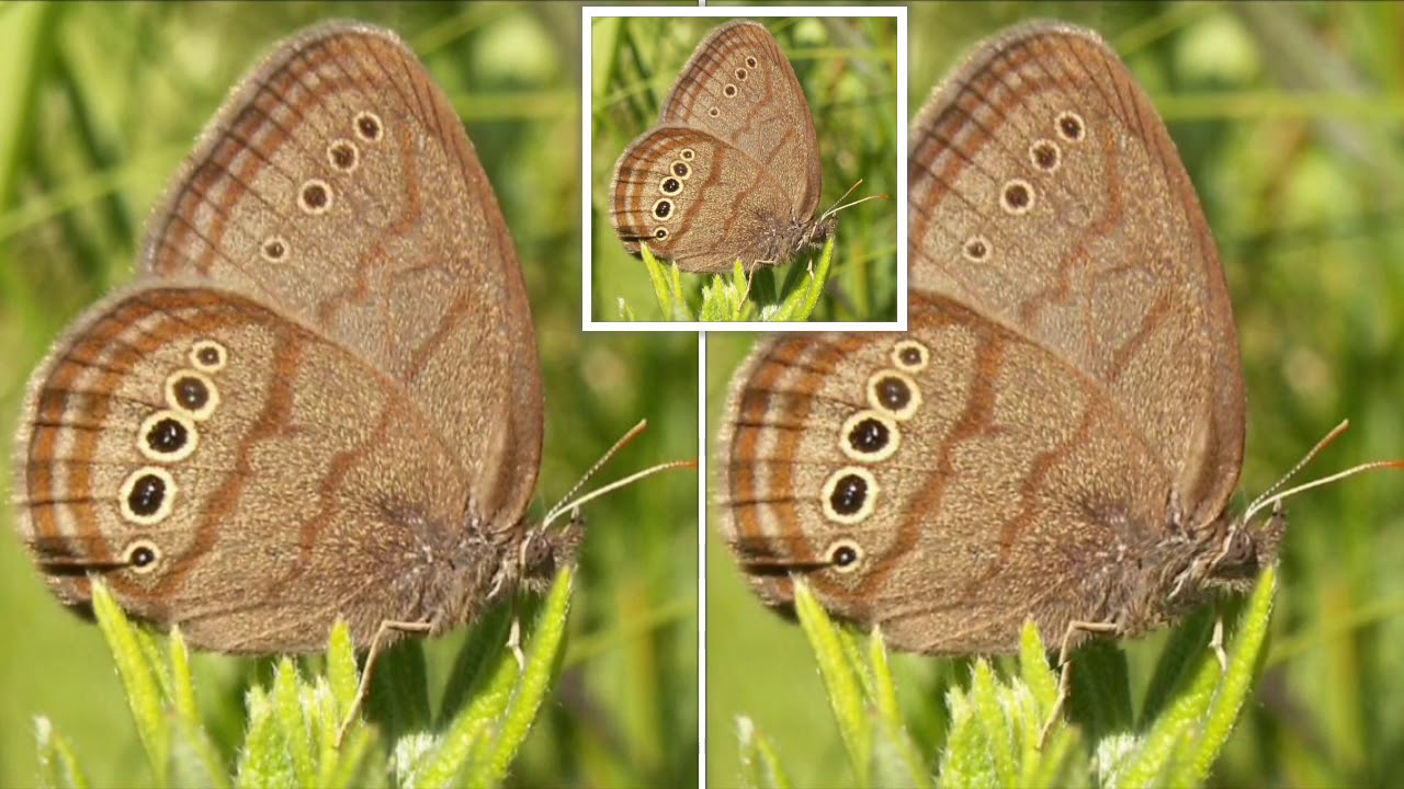 Endangered Entreaty Mitchell's Satyr Butterfly sings "I Want To Go