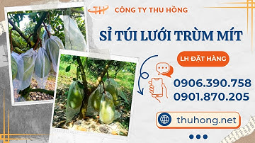 Sỉ túi lưới cước trùm mít cỡ 50x70cm giá cạnh tranh