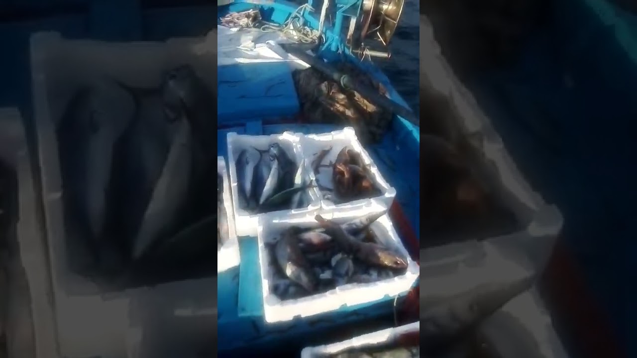 area marina protetta di tavolara coda cavallo