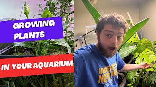 GROW THESE PLANTS OUT OF YOUR AQUARIUM!!!