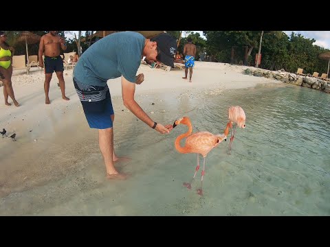 Private Jet Vacation in Aruba! - Pilot VLOG 172