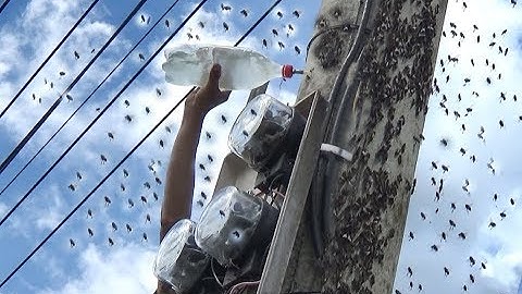 Cận Cảnh Bắt Ong Chúa Bên Trong Cột Điện Cao Thế NTN?