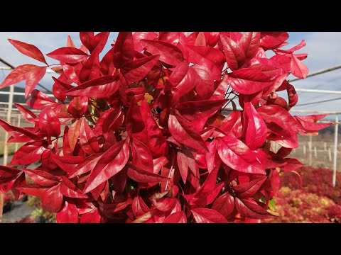 Video: Nandina (16 Fotoğraf): Bir Ev Bitkisinin Tanımı, Nandina Dikimi Ve Bahçede Açık Havada Bakımı