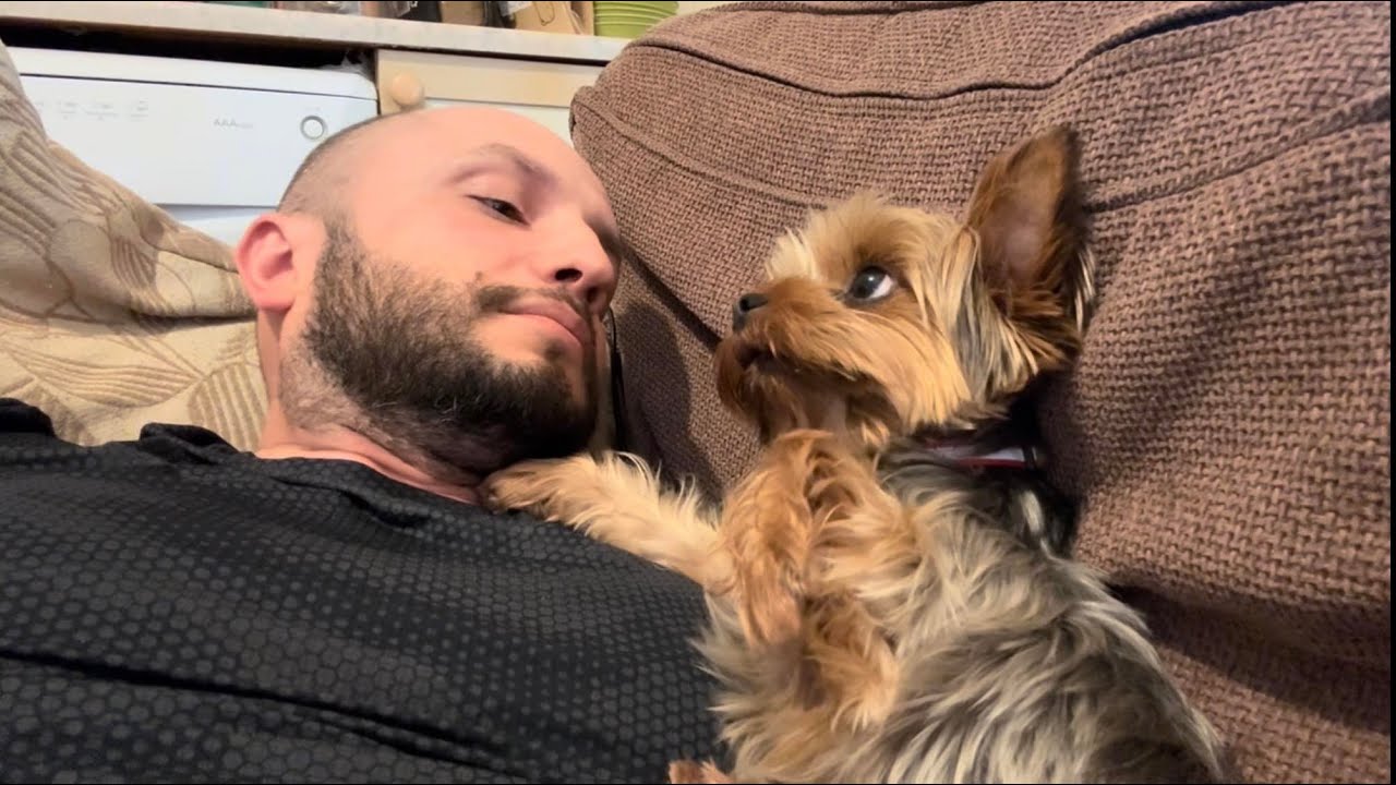 You Won't Believe How Cute This Yorkie Is - Watch Till The End ! - YouTube