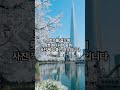 2025년 서울 인근 벚꽃 명소 #서울벚꽃개화시기, #벚꽃개화시기, #벚꽃명소