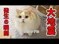 大地震発生で猫と犬がパニックになって大騒ぎになりました...