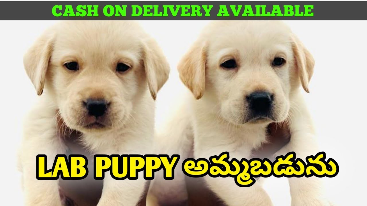 Lab puppy for sale in kadapa lab puppy 8639076949 YouTube