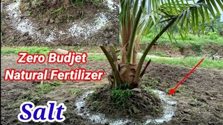 Take Care Of Coconut tree With Salt | How to Protection Coconut tree Effective By Salt