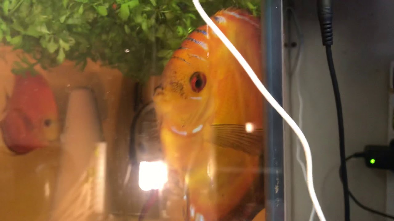 camera iphone 8 plus apk Cheshire Oaks Discus, young breeding pair with fry