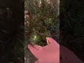 I would buy this tree 100x - 3 years in my honest thoughts | National Tree Company