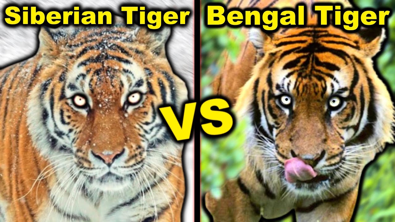 СИБИРСКИЙ ТИГР против БЕНГАЛЬСКОГО ТИГРА — Честная правда