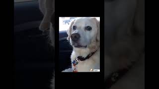 #funny #dogs #pet #dogscats#dogshorts #dog#doglover#doglife
