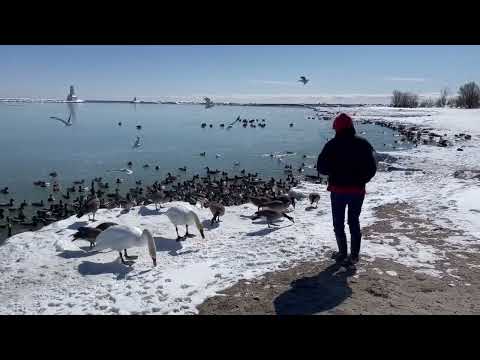 Feeding Birds Cobourg Harbour March 3, 2022