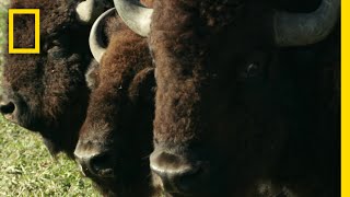 バイソンとオオカミ 終わりなき攻防 | ナショジオ